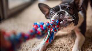 Vets Share Mistakes You Make When Playing With Pets