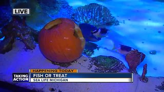 Fish Or Treat At SEA LIFE Michigan