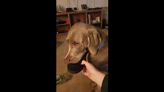 Dog reluctantly gives up owner's slipper