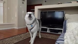 Joyful husky throws tantrum for attention