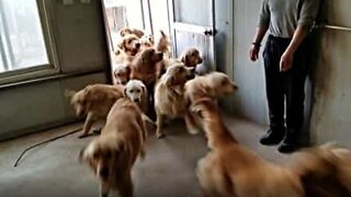 'Wave' of Golden Retrievers fills keepers with happiness!