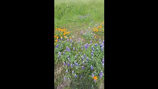 Wildflowers along Coyote Creek Trail