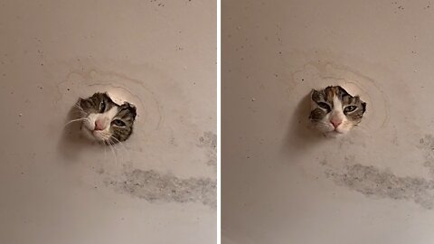 Kitten hilariously sticks his head through the ceiling