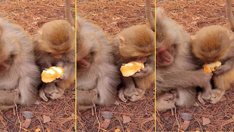 Baby monkeys eat bread