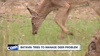 Batavia forming deer management committee