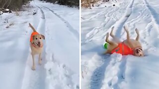 Labrador loves to do things differently when going for a walk