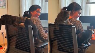 Playful kittens make working from home adorably impossible