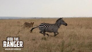 Lionesses Chase Zebra, Watch Buffalo | Lalashe Maasai Mara Safari