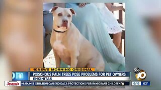 Pet owners warn about poisonous plants