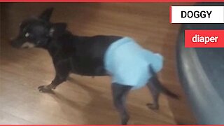 Dog wears nappy for the first time - doesn't like it