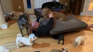 Ce couple vit avec 20 chiens handicapés à la maison