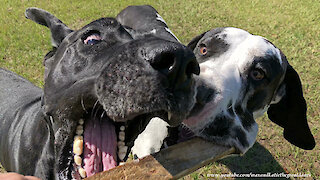 Funny Great Danes Want To Play With The Same Stick