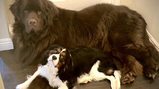 Huge Newfie demands equal attention with his Cavalier puppy brother