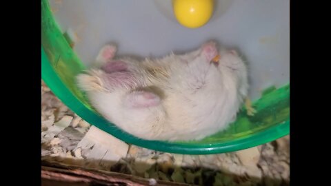 Hamster eats snack in the laziest possible