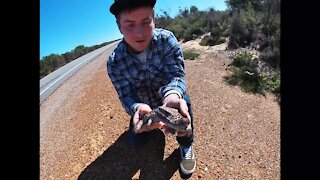 Brave Australian moves angry lizard off the side of the road