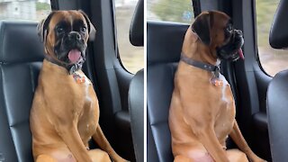 Pup sits upright like a human for road trip