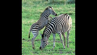 Playful baby zebra starts chases bird on mom's back