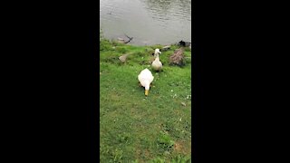 Duck friends by lake