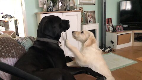 Labrador patiently tolerates overly-playful puppy