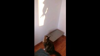 Maine Coon kitty tries to catch hand shadows on the wall