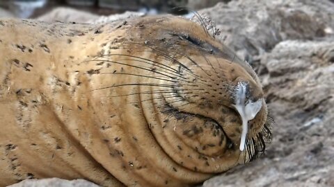 Immature Northern Elephant Seal has a little something on its nose...