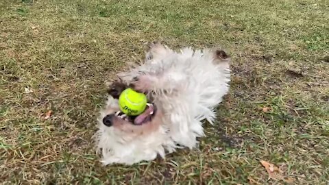 Puppy Performs Ninja Rolls While Playing With Tennis Ball