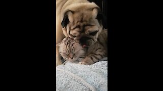Pug lovingly gives kitty best friend a bath
