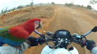 Parrot follows owner during motorcycle rides