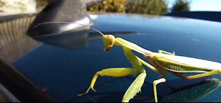 Very beautiful mantis caught on camera