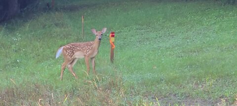 Fawn's timing is off