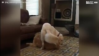 Cães ficam embrulhados durante brincadeira