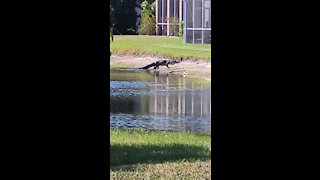 Florida gator