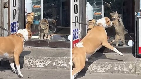 Cat defends his owner's bodega from intrusive pup
