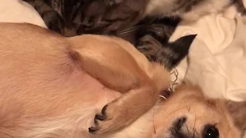 Friendly cat pampers spoiled dog