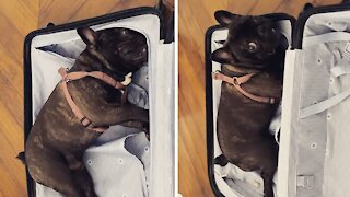 Frenchie sees suitcase, doesn't allow his owner to pack