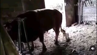 Dog annoying a cow funny