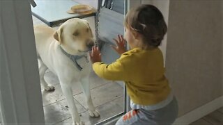 Cute Babies Playing With Labrador Dog
