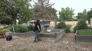 Community garden provides fresh produce for local families