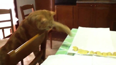 A cat tries to keep a raviolo filling with pumpkin from the table