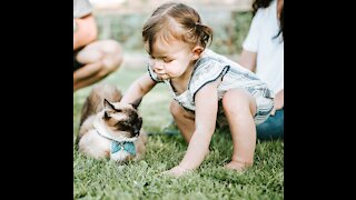Cats Meet Babies - Very FIRST Time - Compilation