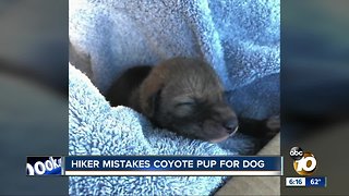 San Diego hiker mistakes coyote pup for dog