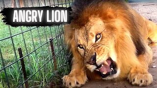 Angry Lion Video