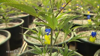 Three additional medical conditions moved to expert review for Ohio's medical marijuana