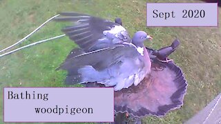 Bathing woodpigeon in our birdbath - it just about fits in