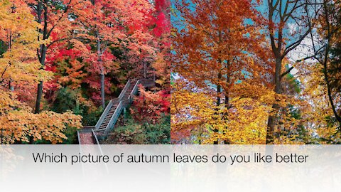Which picture of autumn leaves do you like better