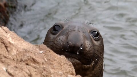 Funny Northern Elephant Seal watches researcher