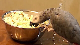 Parrot struggles to eat popcorn from a spinning bowl