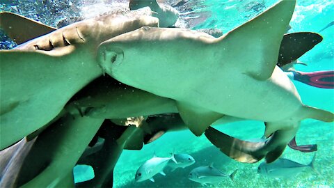 Swimmers mingle with sharks and stingrays during feeding frenzy