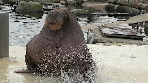 Giant walrus loves to ride down slide into water