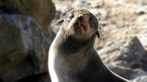 Adorable young Northern Fur Seal is curious about researchers